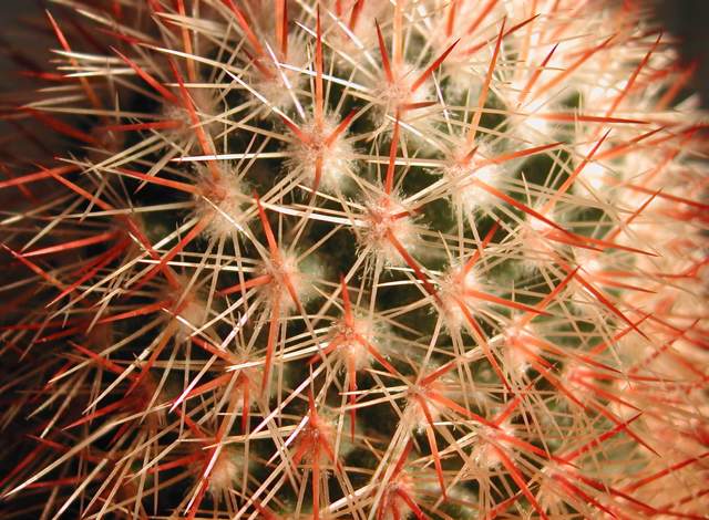 Mammillaria rossiana (2).jpg